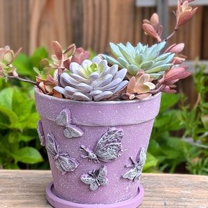 May include: A lavender-colored ceramic flower pot with embossed butterfly designs, filled with a variety of succulents. The pot sits on a matching saucer. The succulents have green, purple, and pink hues.