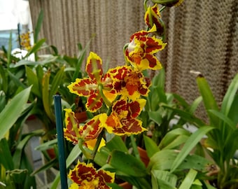 Oncidium California Gold (Odcdm. California Gold x Sib) seedling