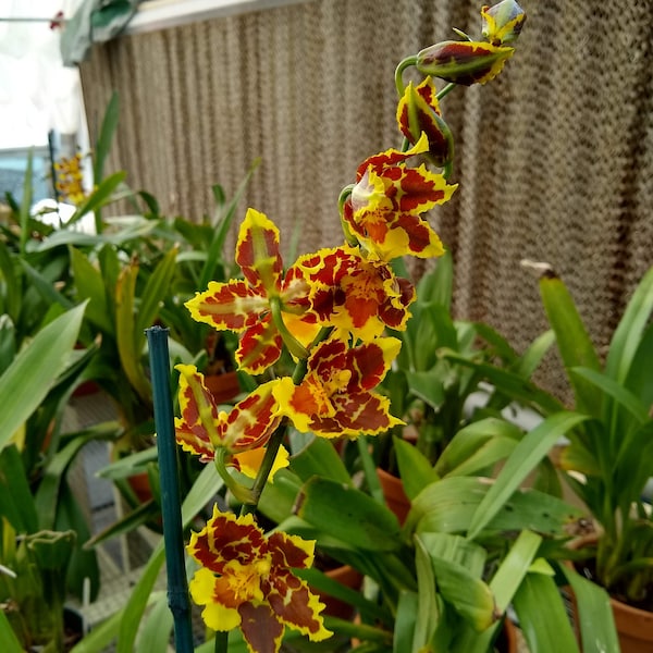 Oncidium California Gold (Odcdm. California Gold x Sib) seedling