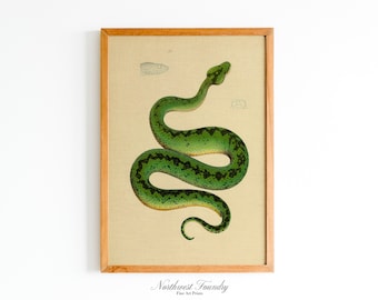 Green Viper Scientific Illustration Printable | 1900s Wildlife Digital Download | Cottagecore Wall Art Print