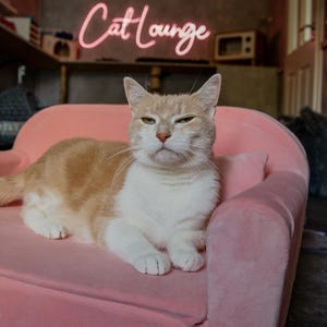 cat couch, cat bed, pet bed, cat furniture, cat sofa, animal bed washable