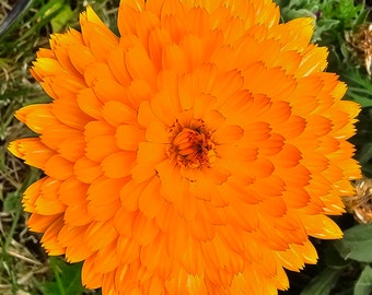 Calendula Officinalis Flowers, dried, .5 oz