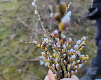 Early Spring Nature Walk in a Box