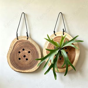 Natuurlijk hout Staghorn Fern Mount Board, Staghorn Fern muurbevestiging verticale plantenbak, houten plantbevestiging, wandhangende plantendisplay, cadeau voor haar