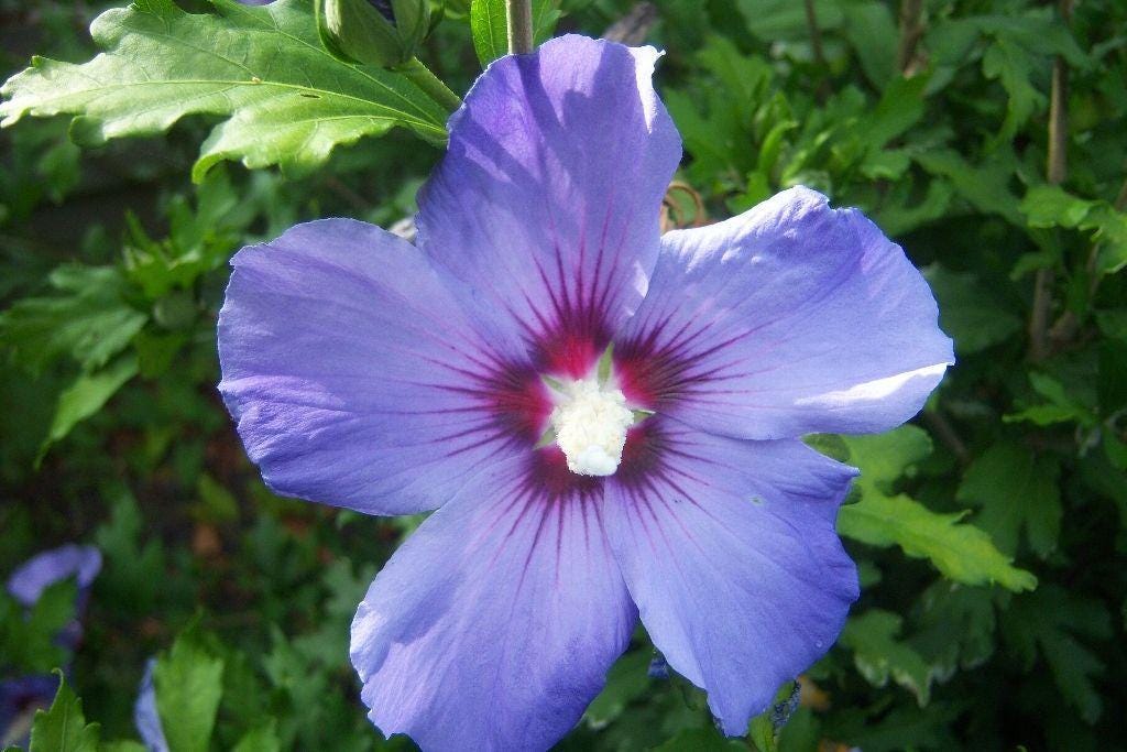 Blue hibiscus seeds - Etsy 日本