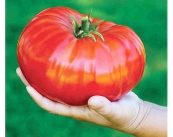 Tomate Gigantomo biologique 50 graines - Faites pousser vos géants culinaires