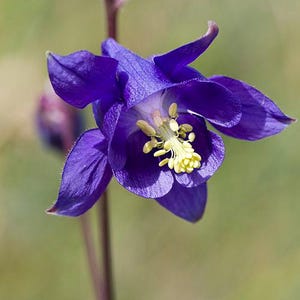Aquilegia vulgaris Samen, 100 Samen, wilde lila Akelei, Non-GMO, Bio