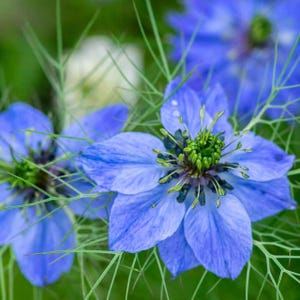 Op de afbeelding: Close-up van een blauwe bloem met een groen hart en lange, dunne, groene stelen. De bloem heeft vijf bloemblaadjes en is scherp. De achtergrond is wazig en groen.