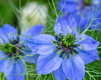 Nigella Seeds - Biologisch en genetisch gemodificeerd - 100 zaden