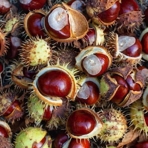 Könnte beinhalten: Nahaufnahme von Rosskastanien, einige noch in ihren stacheligen grünen Schalen. Die Kastanien sind ein sattes, glänzendes Braun, mit einem helleren Fleck. Die Schalen sind grün und gelb, mit scharfen Stacheln.