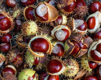 Rosskastanien-Samen (Aesculus hippocastanum) - 5 Frische Samen zum Bepflanzen | Wilde Kastanie