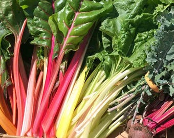 Semi di bietola arcobaleno biologica - 200 semi antichi non OGM