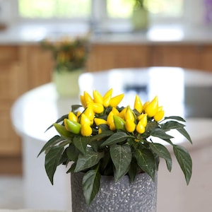 May include: A potted ornamental pepper plant with vibrant yellow and green peppers. The plant has dark green leaves and is in a textured gray pot. The background shows a kitchen setting with a white table and wooden cabinets.