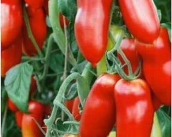 Pomodoro Scatolone 2 – Biologico, Non OGM, 50 Semi – Passata di Pomodoro Cimelio Italiano