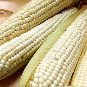 May include: Close-up of three white corn cobs with husks. The corn kernels are plump and white.