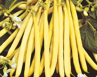 Semillas de frijol amarillo francés orgánico sin OGM "Berggold" - 250 semillas