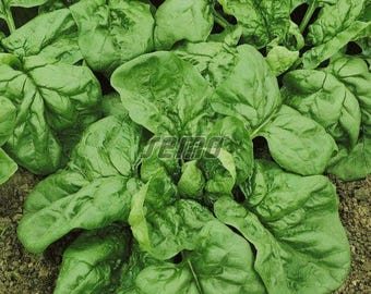 Matador Spinat Samen - Bio & Non-GMO - 1000 Samen