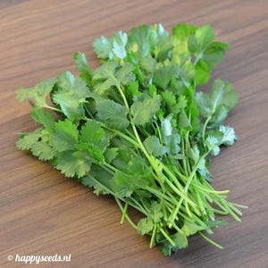 Coriander Seeds | +200 Non-GMO Organic Seeds | Heirloom Variety | Easy to Grow | Fresh Herbs for Garden or Pots