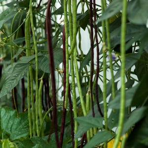 Biologische kousenband (niet genetisch gemodificeerd) - 50 stuks