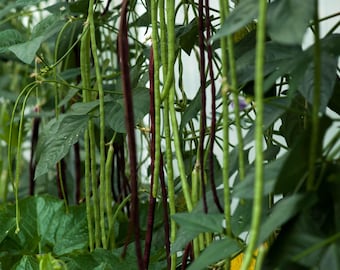 Semi di fagiolini lunghi biologici non OGM - 50 pezzi