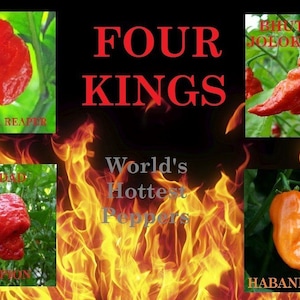 Four Kings Super Hot Chili Pepper Seeds - Carolina Reaper, Trinidad Scorpion, Bhut Jolokia & Habanero - 40 Seeds Total, Individually Packed
