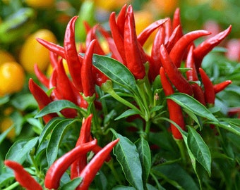 Bio Thai Chili Samen - Exotisches Gewürz für Deinen Garten, 50 GMO-freie Samen