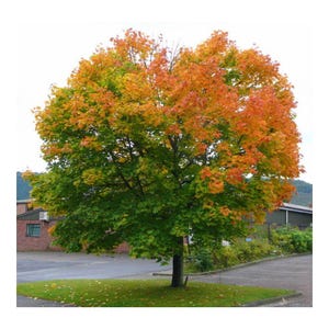 Può includere: Un grande albero con foglie verdi e alcune foglie arancioni e gialle. L'albero è in autunno.