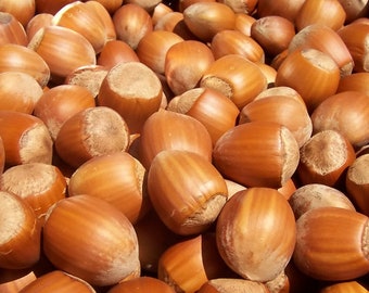 Premium Hazelnut 'Istrian Long' 7 Seeds - GMO-Free, Organic, Homegrown!