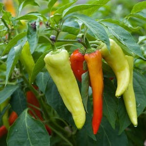 Bio-Bananen-Paprika-Samen - 50 Nicht-GVO-Samen