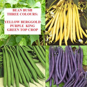 Organic Non-GMO Three-Color Bean Seeds - 150 Count (Green, Yellow, Purple)