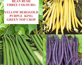 Semillas de frijol de tres colores, orgánicas y sin OGM: 150 unidades (verde, amarillo y morado)