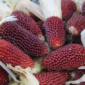 Organic Non-GMO Strawberry Corn Seeds – 375 Seeds Pack