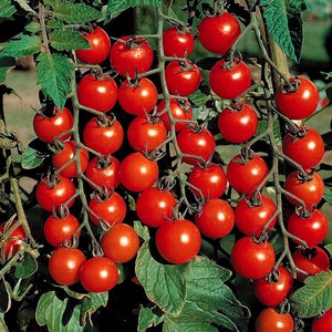 Op de afbeelding: Een close-up van een tomatenplant met veel rijpe rode tomaten die aan de takken hangen. De tomaten zitten dicht bij elkaar en creëren een levendig en kleurrijk beeld.