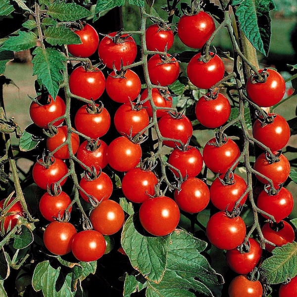 Organic Tomato Supersweet 100 -  50 Seeds - Experience Nature's Sweet Symphony!