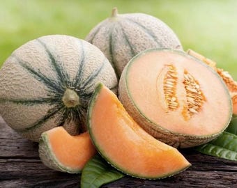 French Melon Seeds - biologisch en genetisch gemodificeerd - 15 zaden