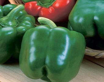 Sementes de pimentão verde doce orgânico California Wonder - 50 sementes não transgênicas