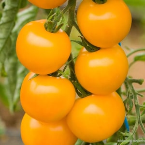 May include: A bunch of bright yellow tomatoes growing on a vine. The tomatoes are round and smooth, with a glossy finish.