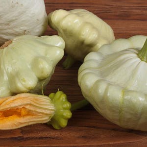 Semillas de calabaza blanca Patty Pan - Orgánicas y sin OGM - 20 semillas