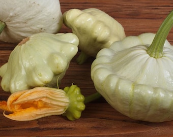 White Patty Pan Squash Seeds - Organic & Non-GMO - 20 Seeds