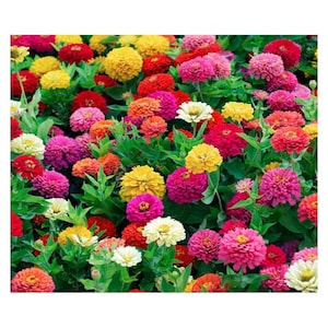 Zinnia Flower Seeds Mix | 1g | Easy to Grow Annual Garden Flowers