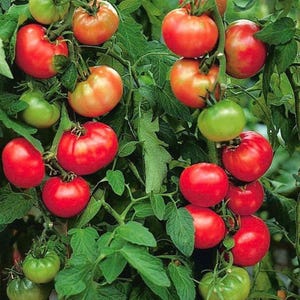 Saint Pierre Tomato Seeds | 50 Organic Non-GMO Seeds | Heirloom Variety