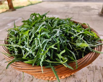 Roquette Arugula Samen - Bio & Non-GMO - 2500 Samen