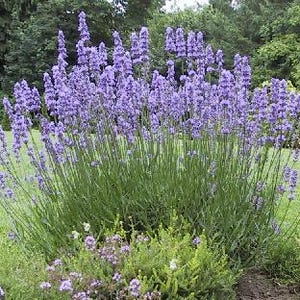 Puede incluir: Un gran arbusto de flores de lavanda en flor. Las flores son de color morado claro y están dispuestas en racimos a lo largo de los tallos. El arbusto crece en un jardín.