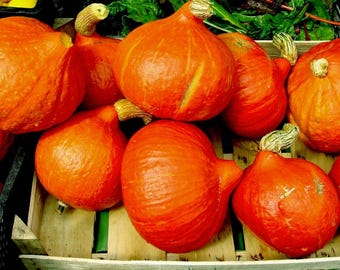 Puede incluir: Una caja de madera llena de calabazas naranjas de diferentes tamaños y formas. Algunas calabazas tienen tallos.