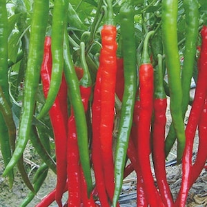 Giant Chili Seeds – biologisch, ggo-vrij, pakket van 100 zaden