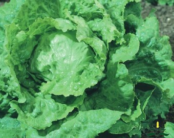 Puede incluir: Primer plano de una cabeza de lechuga verde fresca y vibrante. Las hojas están rizadas y texturizadas, con gotas de agua visibles, lo que sugiere un riego reciente. La lechuga es de un verde frondoso y saludable, perfecta para ensaladas.