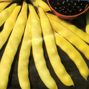 May include: A close-up of a group of yellow string beans. The beans are arranged in a fan shape, with the tips of the beans pointing towards the centre of the image. The beans are smooth and have a glossy finish.