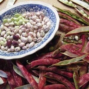 May include: A blue and white ceramic bowl filled with white, green, and red beans. The bowl is surrounded by green and red bean pods.