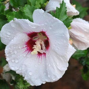 Organic Non-GMO White Hibiscus Seeds – 250 Seeds Pack