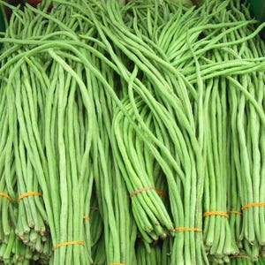 Può includere: Primo piano di mazzi di fagiolini lunghi, legati con elastici arancioni e rossi. I fagiolini sono di un colore verde brillante.